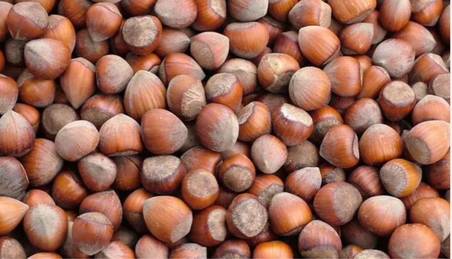 Giresun Kabuklu Fındık 1kg
