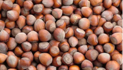 Giresun Kabuklu Fındık 1kg